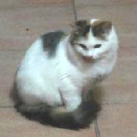 Biancina