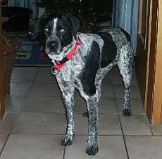 Cara