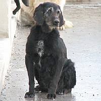 Caschetta
