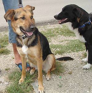 Lucca und Shyla