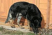 immer noch im Garten