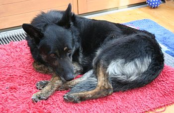 Italo im Wintergarten