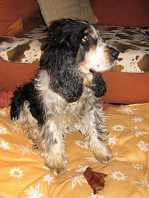 Linus