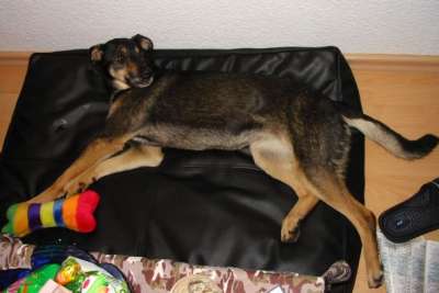 Lory fühlt sich wohl