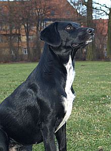 Meret
