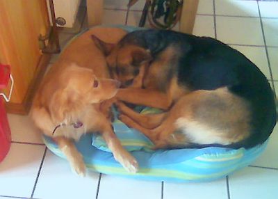 Momo und Lotta im Korb