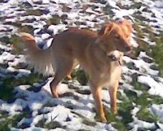 Momo im Schnee