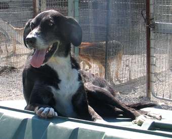 Montefiore noch im Tierheim