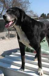 Montefiore noch im Tierheim