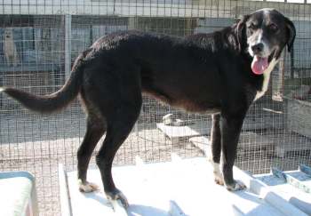 Montefiore noch im Tierheim