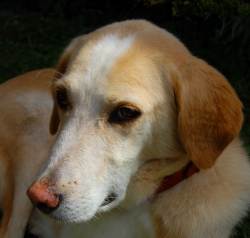 Nora