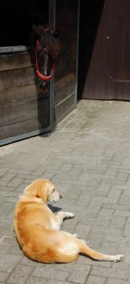 Nora mit Pferd