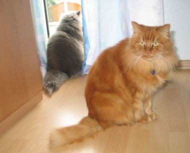 Paco und Giube