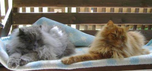 Paco und Giube
