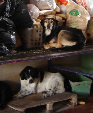 Siesta in der Futterküche