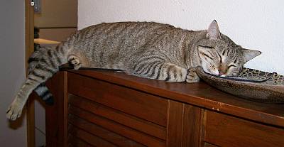 Tigre1