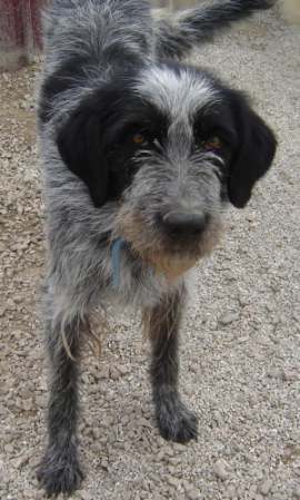 Timo