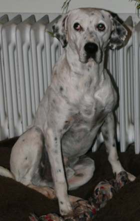 Walter