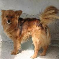 Wolfi