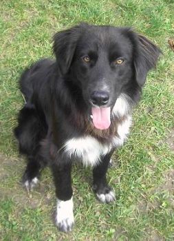 Beau