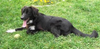 Beau