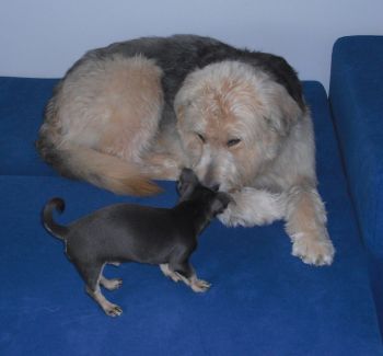 Ben und Lennox