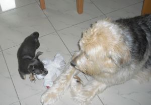 Ben und Lennox