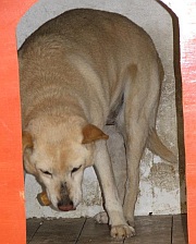 Bionda II