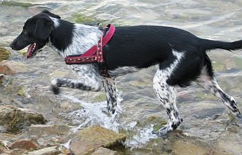 Birka
