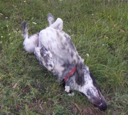 Birka