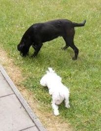 Blacky