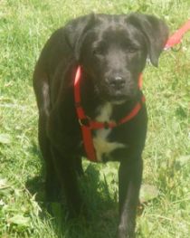 Blacky