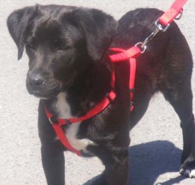 Blacky
