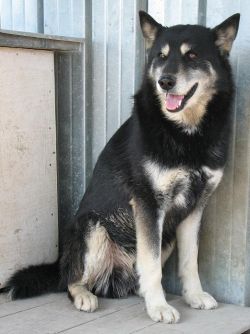 Bruno
