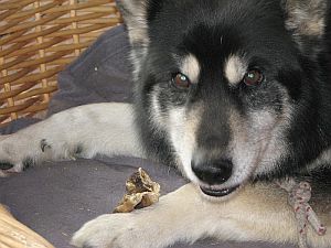 Bruno