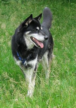 Bruno