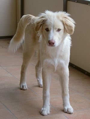 Luca