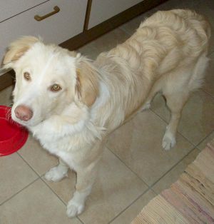 Luca