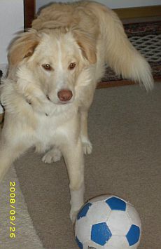 Luca
