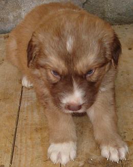 Chester