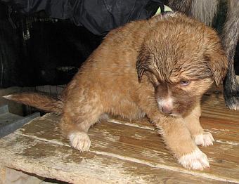 Chester