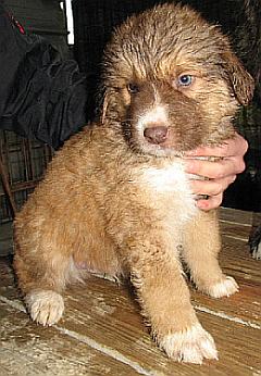 Chester