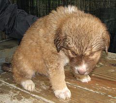 Chester