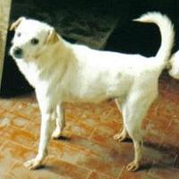 Dieci