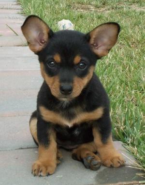 Lola