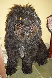 Fosco