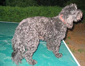 Fosco