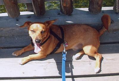 Fritzi