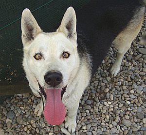 Gemma