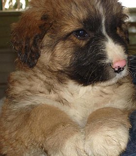 Kimba